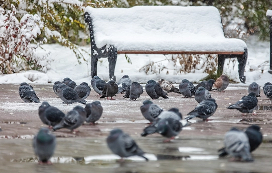 Прощай, зима!