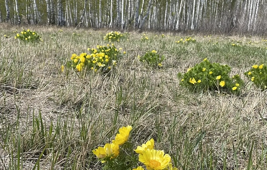 Нежная и хрупкая красота 