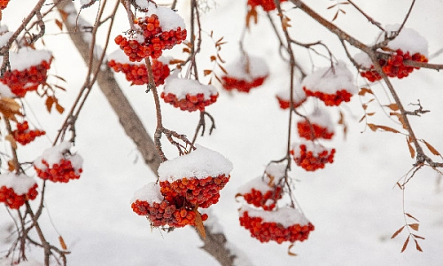 Было тепло и снежно