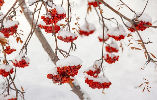 Было тепло и снежно