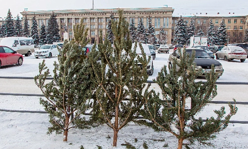 Живая или искусственная? 