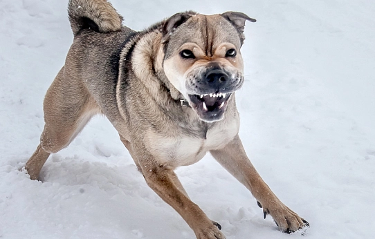 Не допускайте укусов
