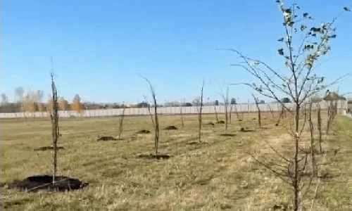 В Притяжении высадят 800 новых деревьев
