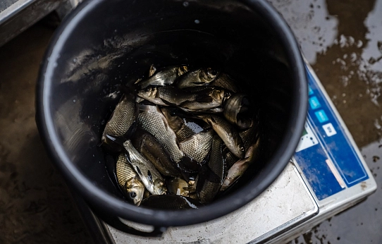 Рыбаки, готовьте удочки!