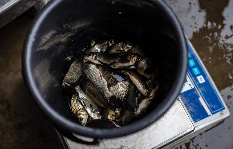 Рыбаки, готовьте удочки!