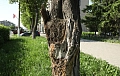 Баланс на городских улицах