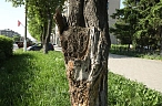 Баланс на городских улицах