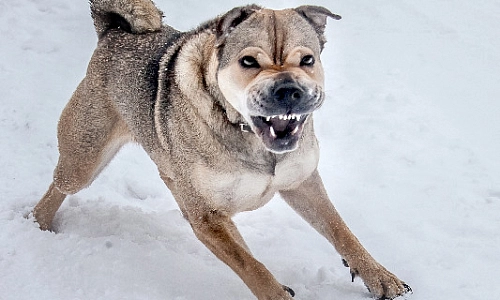 Не допускайте укусов