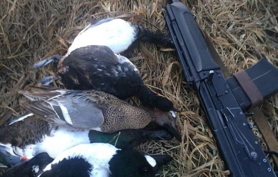 Каждый охотник желает…