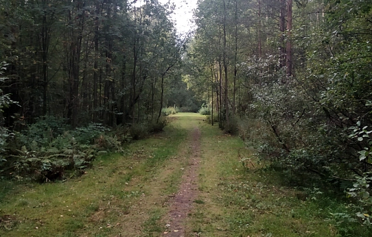 Как отправить медведя в спячку