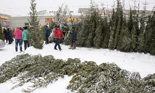 Каждой иголочкой порадует нас