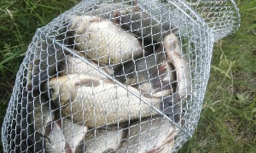 Мало дальневосточной? Вырастим свою!