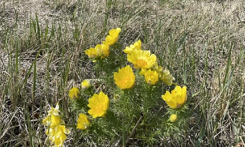 Нежная и хрупкая красота 