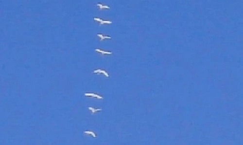 Принесли тепло 