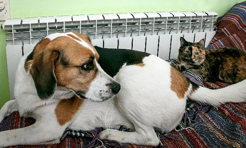 Берегите своих любимцев 