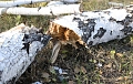 Когда дерево становится угрозой