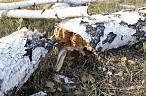 Когда дерево становится угрозой