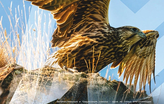 Так выглядит совершенство