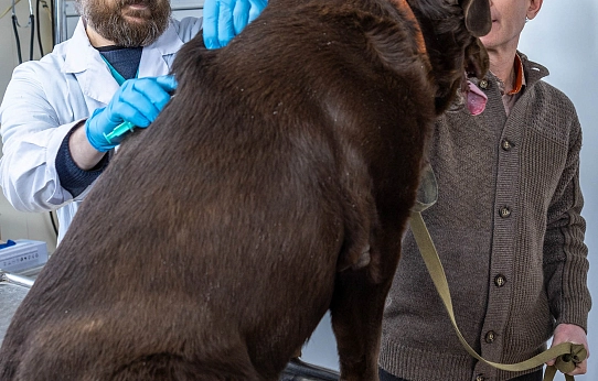«И корова, и волчица, и жучок,  и червячок, и медведица»