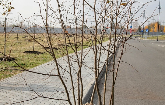 Энергия роста