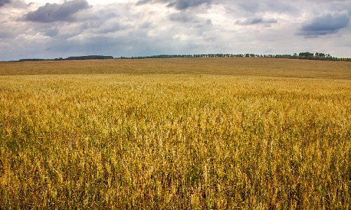 Ранняя весна – ранний посев