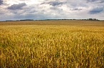 Агроэкспорт вырос на треть