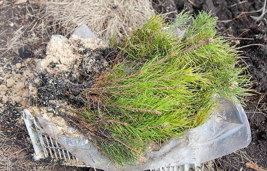 Магнитка сажает лес