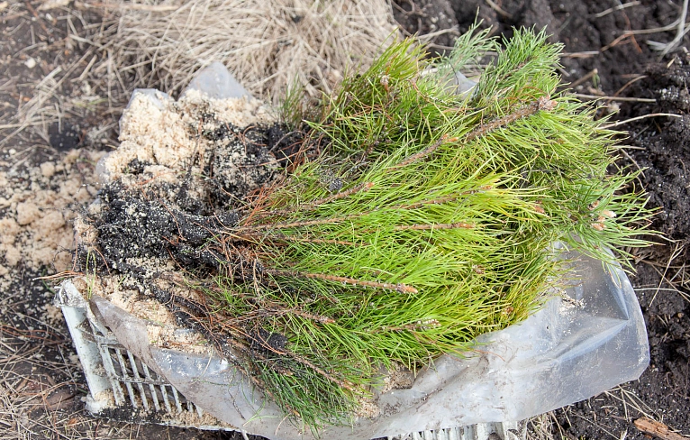 Магнитка сажает лес