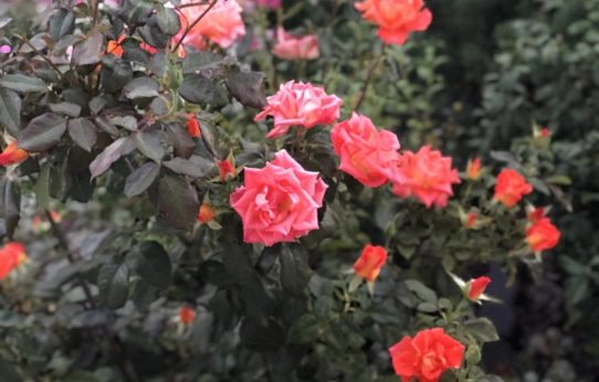 И органические, и минеральные 