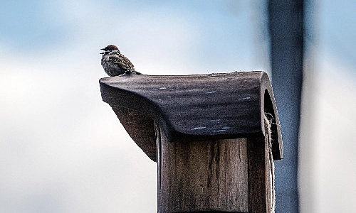 В России подсчитали число воробьёв