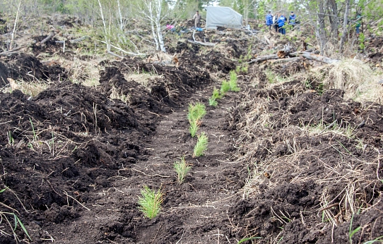 Магнитка сажает лес