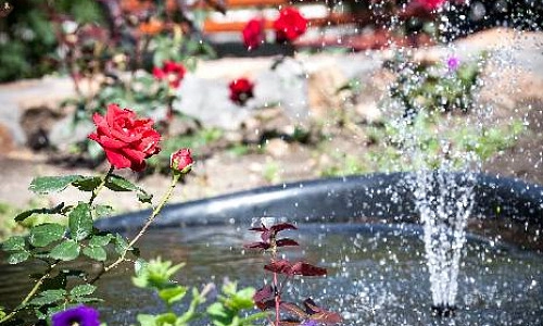 Цветам нужна поддержка