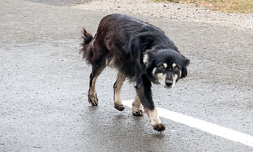 Для защиты братьев наших меньших