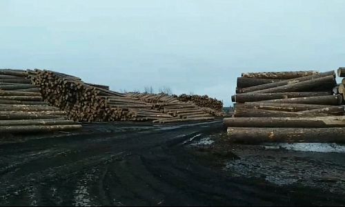 Остановили незаконный экспорт