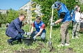 Молодые саженцы  для сквера Молодёжный