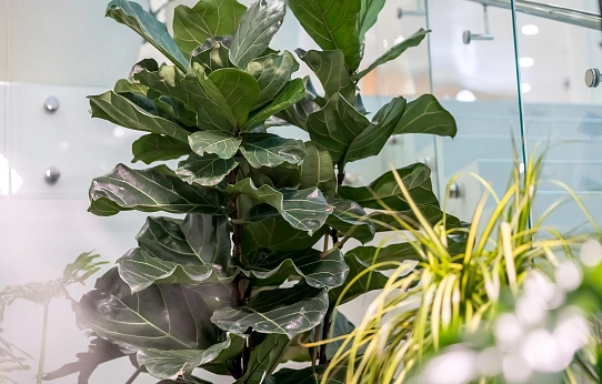 И среди зимы бывает лето