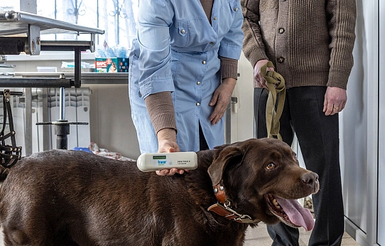 «И корова, и волчица, и жучок,  и червячок, и медведица»