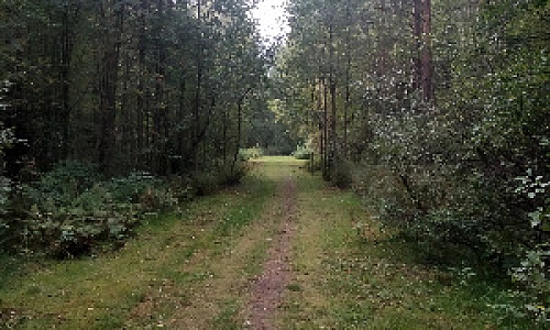 Как отправить медведя в спячку