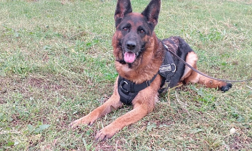 "Боевое крещение" Юты